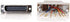 C2G 02934 RJ45 to DB25 Male Modular Adapter, Gray