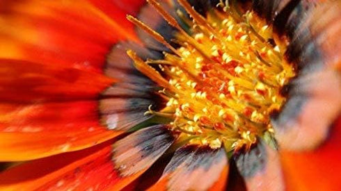 Blips Macro Kit - Mini-Lenses for Smartphone and Tablet Photography