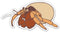 Sticker Mine Hermit Crab Sticker - 3" Laptop Sticker - Waterproof Vinyl for Car,
