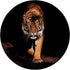 Tiger Face Wild Animal Big Cat Design PopSockets Swappable PopGrip