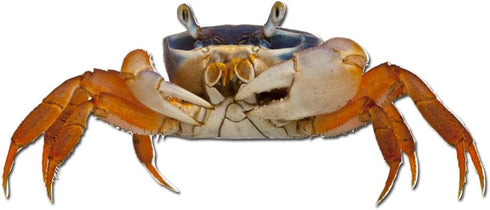 Milk Mug Designs Patriot Crab 3 inch Static Cling