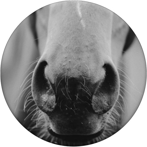 Horse PopSockets PopGrip, Swappable Grip for Phones & Tablets, Adhesive PopGrip