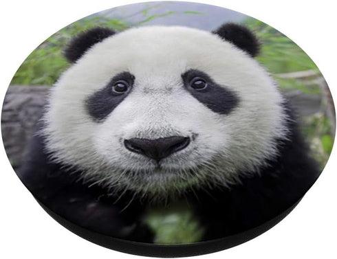 Cute Baby Panda Bear Pop Mount Socket, PopSockets PopGrip: Swappable Grip for Phones & Tablets