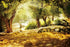 Leyiyi 7x5ft Natural Scenery Backdrop, Olive Trees Sunshine Wonderland Dreamy Haze Blurred Background for Video Photo