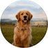Golden Retriever Cute Dog PopSockets Swappable PopGrip