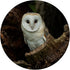 Owl Owls Cute Bird Animal Design PopSockets Swappable PopGrip