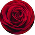 Red Rose Flower Floral PopSockets Standard PopGrip
