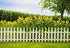 Leyiyi 5x3ft Spring Natural Scenery Photography Backdrop with Yellow Sunflowers and White Wooden Fence