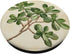 Antique Plant Botanical Art Garden DonaOnca Succulent Jade Plant Vintage Scientific Illustration Plant PopSockets