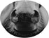 Horse PopSockets PopGrip, Swappable Grip for Phones & Tablets, Adhesive PopGrip