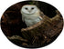 Owl Owls Cute Bird Animal PopSockets Swappable PopGrip