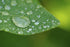 Nikon COOLPIX P1000 10x 17X High Grade 2 Element Close-Up (Macro) Lens (77mm)