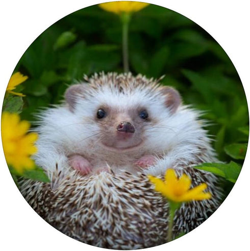 Smiling Hedgehog PopSockets PopGrip: Swappable Grip for Phones & Tablets