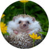 Smiling Hedgehog PopSockets PopGrip: Swappable Grip for Phones & Tablets