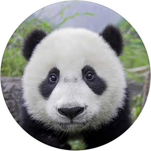 Cute Baby Panda Bear Pop Mount Socket, PopSockets PopGrip: Swappable Grip for Phones & Tablets