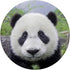 Cute Baby Panda Bear Pop Mount Socket, PopSockets PopGrip: Swappable Grip for Phones & Tablets