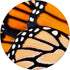 Monarch Butterfly Wing Pattern Insect Lepidopterist PopSocket Swappable PopGrip