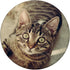 PopSockets Standard PopGrip, Funny Kitten Face Pop Out Cell Phones, Cute Cats Love