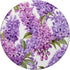 Purple Lilac Flower Floral Aesthetic PopSockets Standard PopGrip