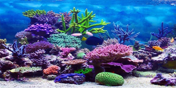 YongFoto 36x14 Inches Polyester Colorful Coral Terrarium Background for Under The Sea Fish Tank