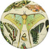 Vintage Botanical Biology Illustration Luna Moth Butterfly PopSockets Standard PopGrip