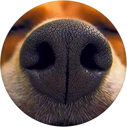 Cute Dog Nose Beagle Photo Design, Best Dog Lover Gift PopSockets Swappable PopGrip