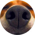 Cute Dog Nose Beagle Photo Design, Best Dog Lover Gift PopSockets Swappable PopGrip