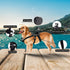 Ultimaxx Pet Action Camera Mount Harness - Compatible with Most Cameras