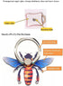 Bee Shape Style Alloy Color Paint Panel 360° Rotation Cell Phone Ring Holder Stand, Compatible with iPhone Samsung LG