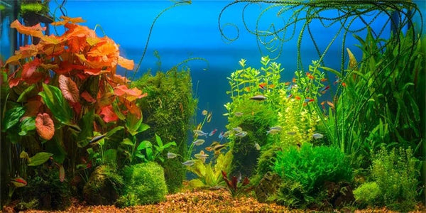 AOFOTO 6x3ft Aquarium Backdrop Decoration - Blue Ocean Fish Deep Water Plants Scene for Photography Events (Vinyl)