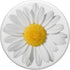 Cute White Daisy Flower Yellow So Pretty On White Background PopSockets PopGrip: Swappable Grip for Phones & Tablets