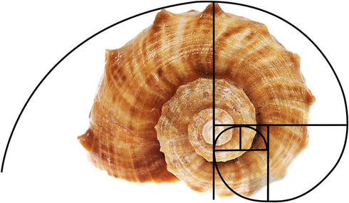 3pcs 3 Golden Ratio View Finder Styles Photo Composition Tool Fibonacci Viewer Photography Artist Viewfinder Rule