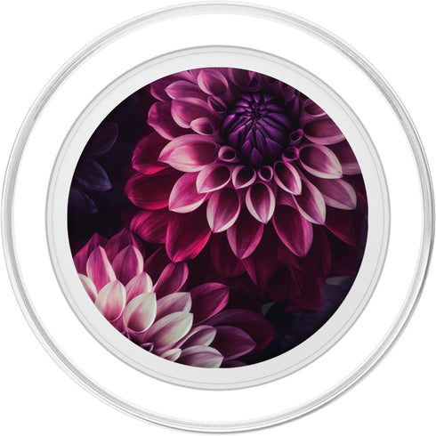 PopSockets PopGrip for MagSafe: Dahlia Flower Floral Nature Garden Pink Purple Maroon Design