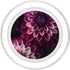 PopSockets PopGrip for MagSafe: Dahlia Flower Floral Nature Garden Pink Purple Maroon Design