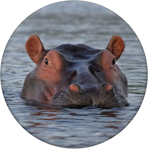 Hippo Hippopotamus Animal Swappable PopSockets PopGrip