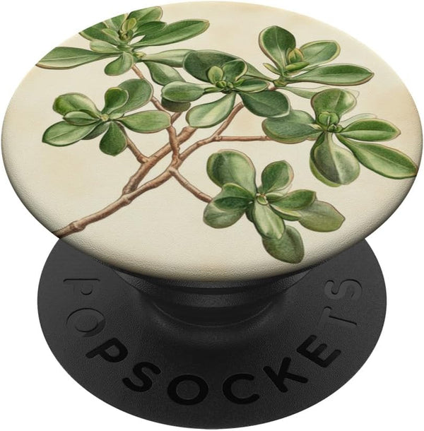 Antique Plant Botanical Art Garden DonaOnca Succulent Jade Plant Vintage Scientific Illustration Plant PopSockets Adhesive PopGrip