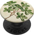 Antique Plant Botanical Art Garden DonaOnca Succulent Jade Plant Vintage Scientific Illustration Plant PopSockets Adhesive PopGrip