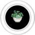 Jade Plant Crassula Ovata Lucky Plant Money Tree Jade Plant With Succulents PopSockets PopGrip for MagSafe