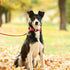 Dog Silicone Collar Holder for Samsung SmartTag/Smart Tag+Plus/Tile Mate - Secure Holder for Pet Tracker Case (4 Pack)
