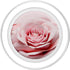 PopSockets PopGrip for MagSafe - Vintage Pink Rose Swappable Grip