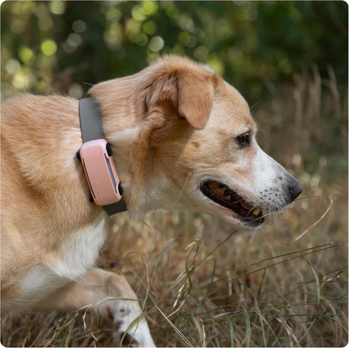 6 Tractive GPS Dog Tracker Cover - Pink