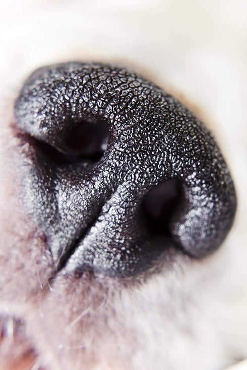 Nikon COOLPIX P1000 10x 17X High Grade 2 Element Close-Up (Macro) Lens (77mm)