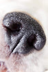 Nikon COOLPIX P1000 10x 17X High Grade 2 Element Close-Up (Macro) Lens (77mm)