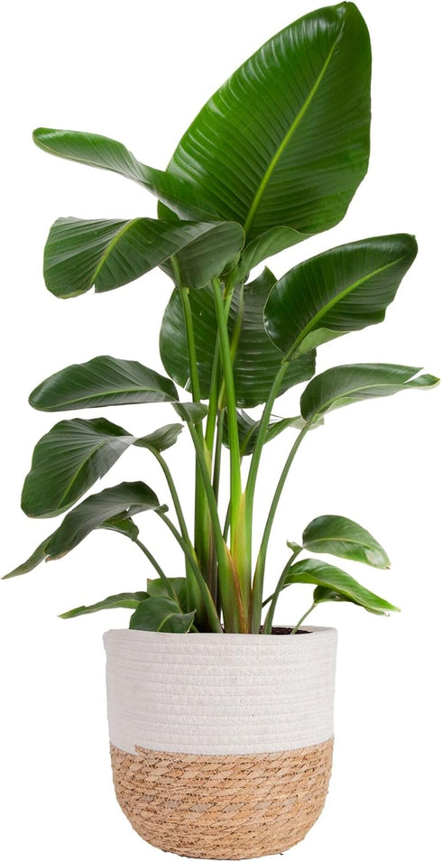 Costa Farms White Bird of Paradise Live Plant in Decorative Pot, Large