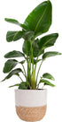 Costa Farms White Bird of Paradise Live Plant in Decorative Pot, Large