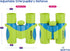 Kids Binoculars in Vibrant Green Blue - Real Binoculars for Girls or Boys, Includes 40 Bird Species Sticker Book