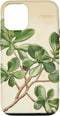 Antique Plant Botanical Art Garden DonaOnca Succulent Jade Plant Vintage Scientific Illustration Plant Case for iPhone 12/12 Pro