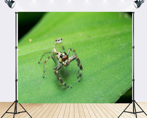 TryKid 9x6ft Jumping Spider Leaf Backdrop Macro Insect Green Plant Photography Background Science Education Nature