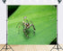 TryKid 8x8ft Jumping Spider Leaf Backdrop Macro Insect Green Plant Photography Background Science Education Nature