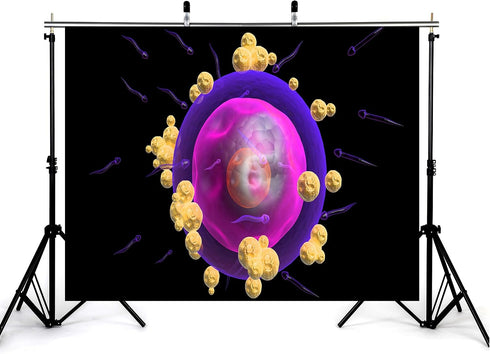 KeyWork 7x5ft Human Egg Cell Fertilization Backdrop Reproductive Science Photography Background for Health Fair